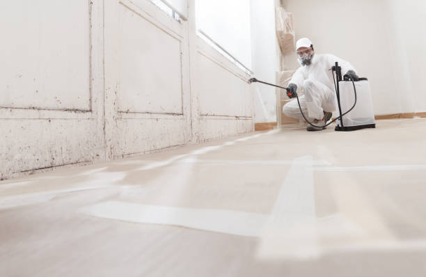 Black mold remediation team in Erwin