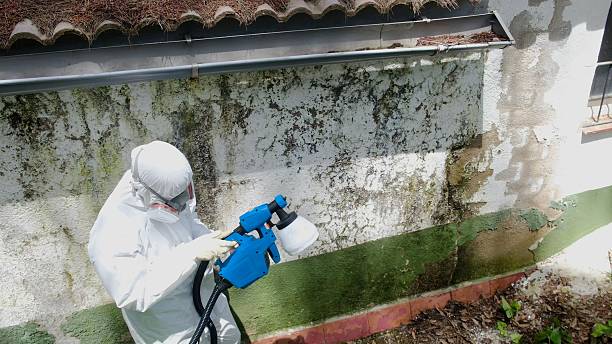 Mold Removal service in Erwin